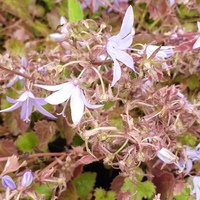 Campanula poscharskyana 